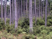 Jehličnatý les